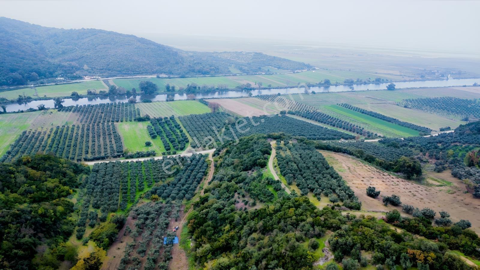 Ekinli Köyünde Deniz Manzaralı Satılık Tek Tapu Zeytinlik — fotoğraf 17