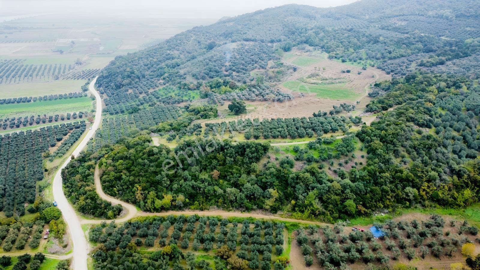 Ekinli Köyünde Deniz Manzaralı Satılık Tek Tapu Zeytinlik — fotoğraf 19