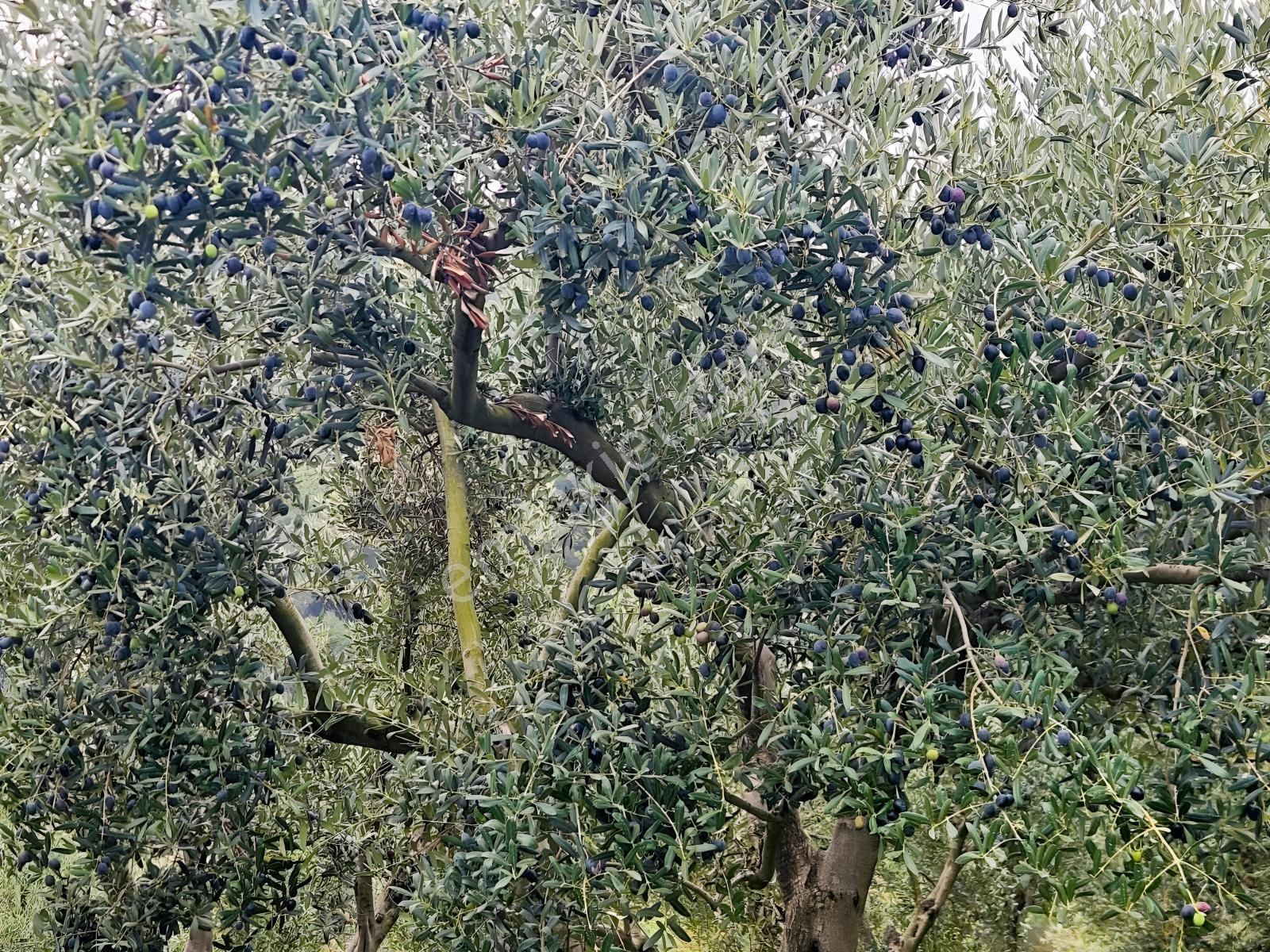 Ekinli Köyünde Deniz Manzaralı Satılık Tek Tapu Zeytinlik — fotoğraf 22