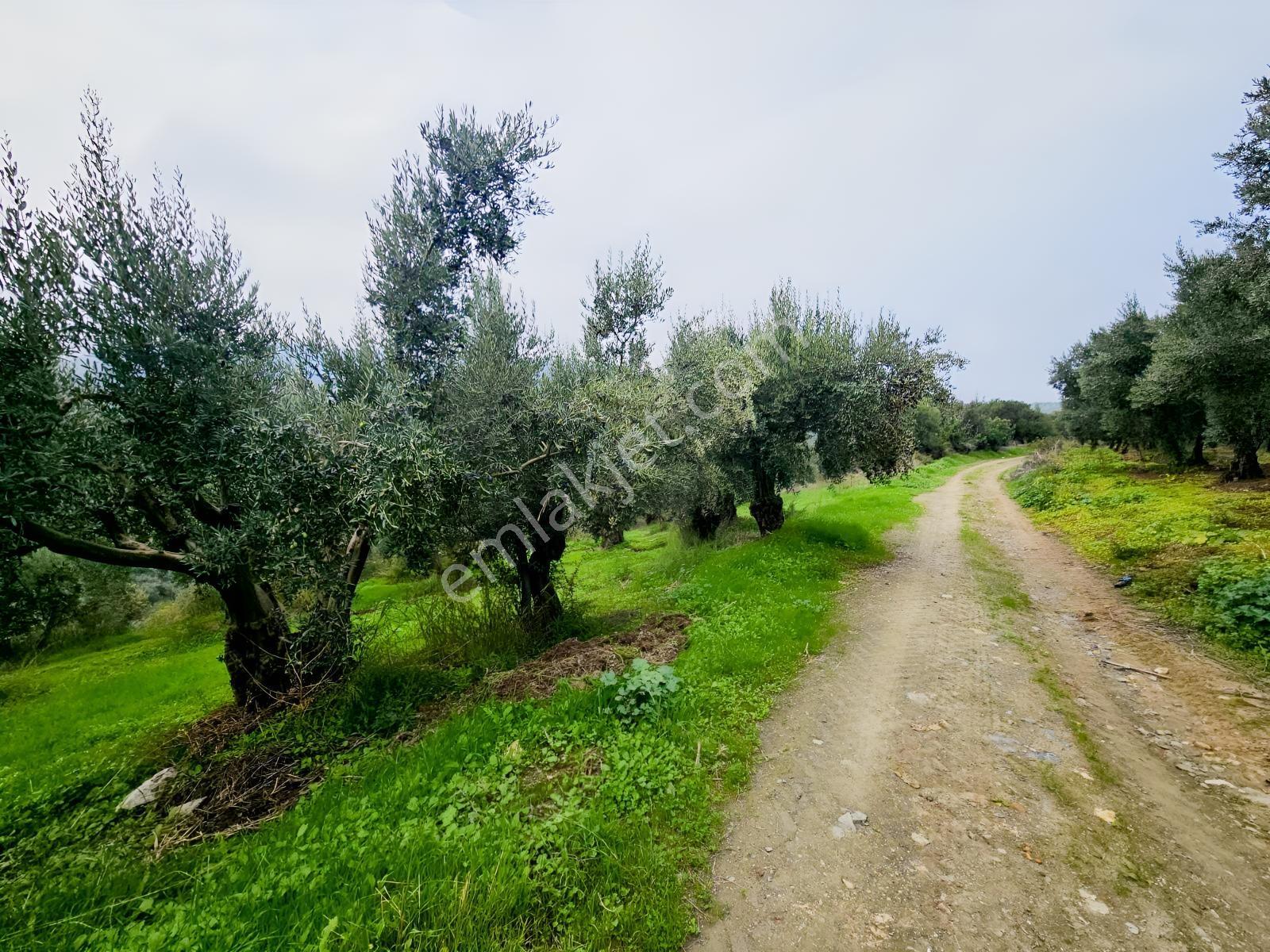 Ekinli Köyünde Deniz Manzaralı Satılık Tek Tapu Zeytinlik — fotoğraf 23