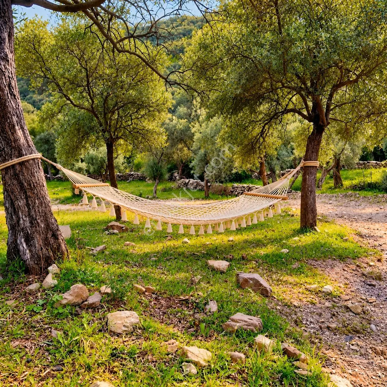 Mugla Milas Bayır Köyünde Satılık Zeytinlik