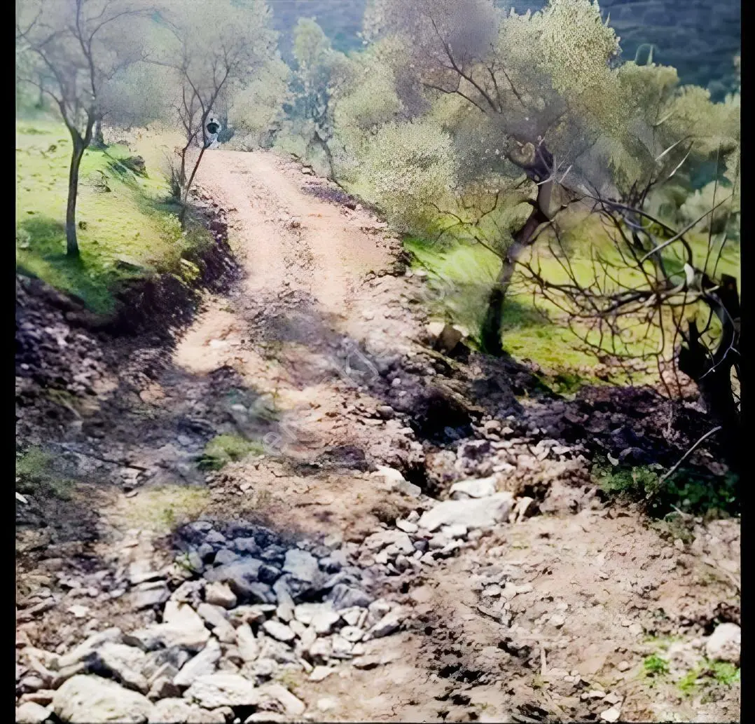 Mugla Milas Bayır Köyünde Satılık Zeytinlik — fotoğraf 2