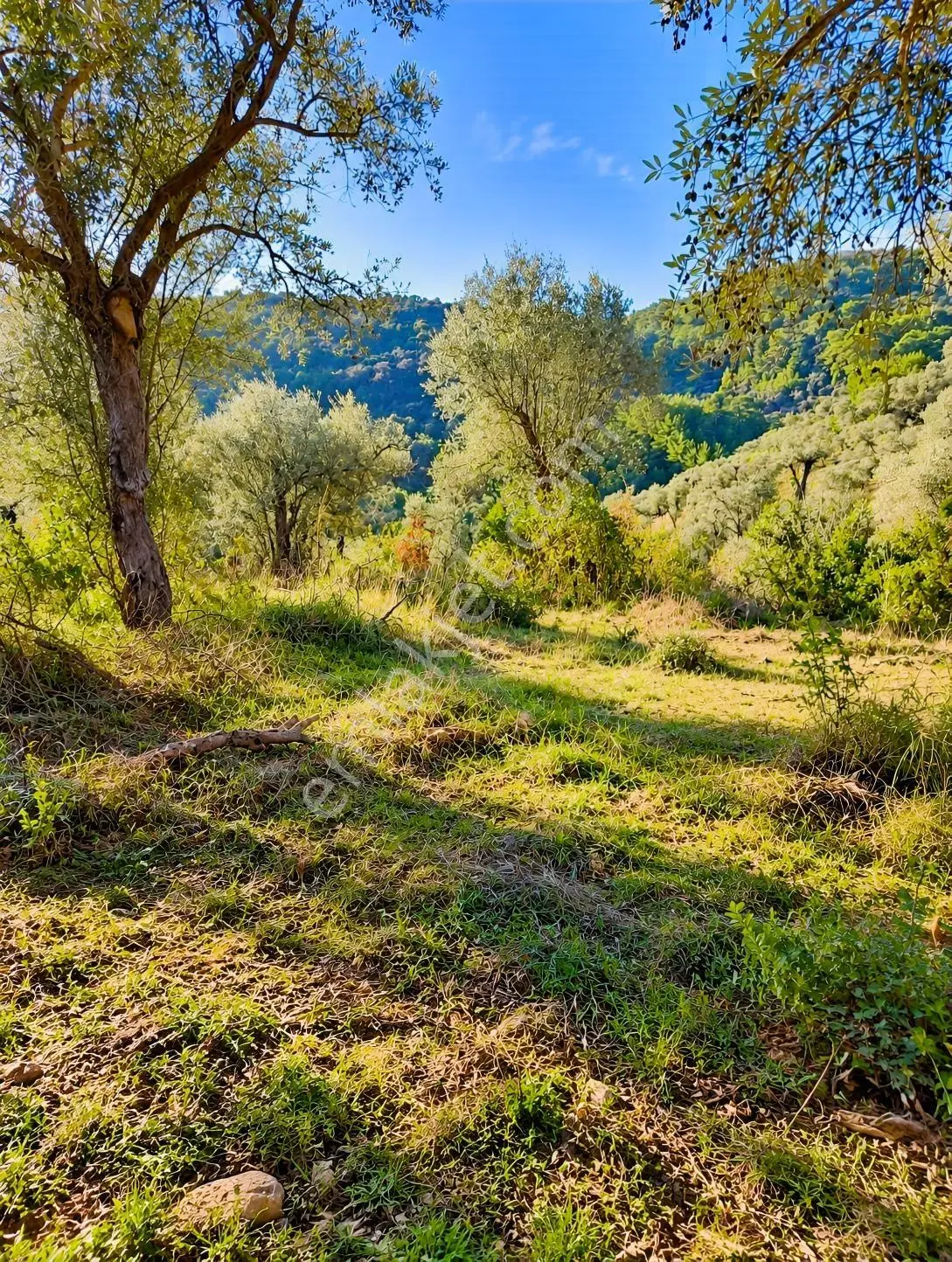 Mugla Milas Bayır Köyünde Satılık Zeytinlik — fotoğraf 3