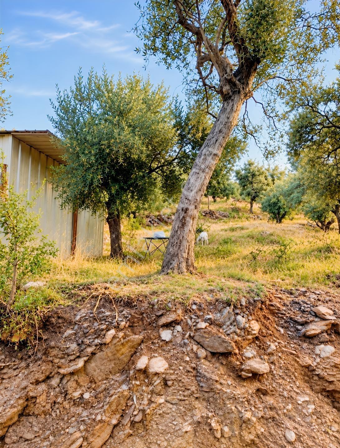 Mugla Milas Bayır Köyünde Satılık Zeytinlik — fotoğraf 7