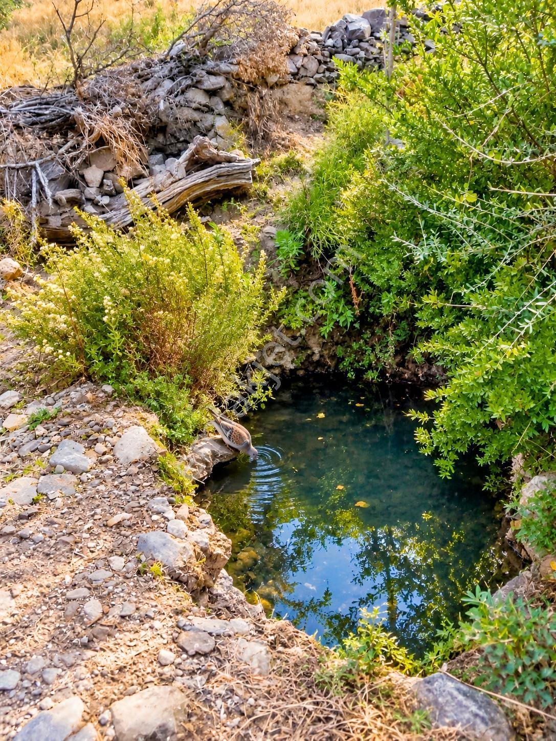 Mugla Milas Bayır Köyünde Satılık Zeytinlik — fotoğraf 8