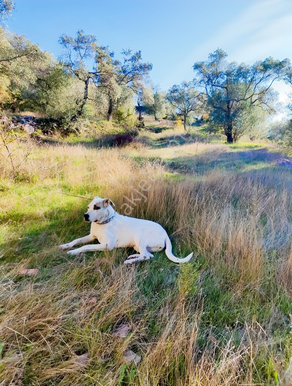 Mugla Milas Bayır Köyünde Satılık Zeytinlik — fotoğraf 11