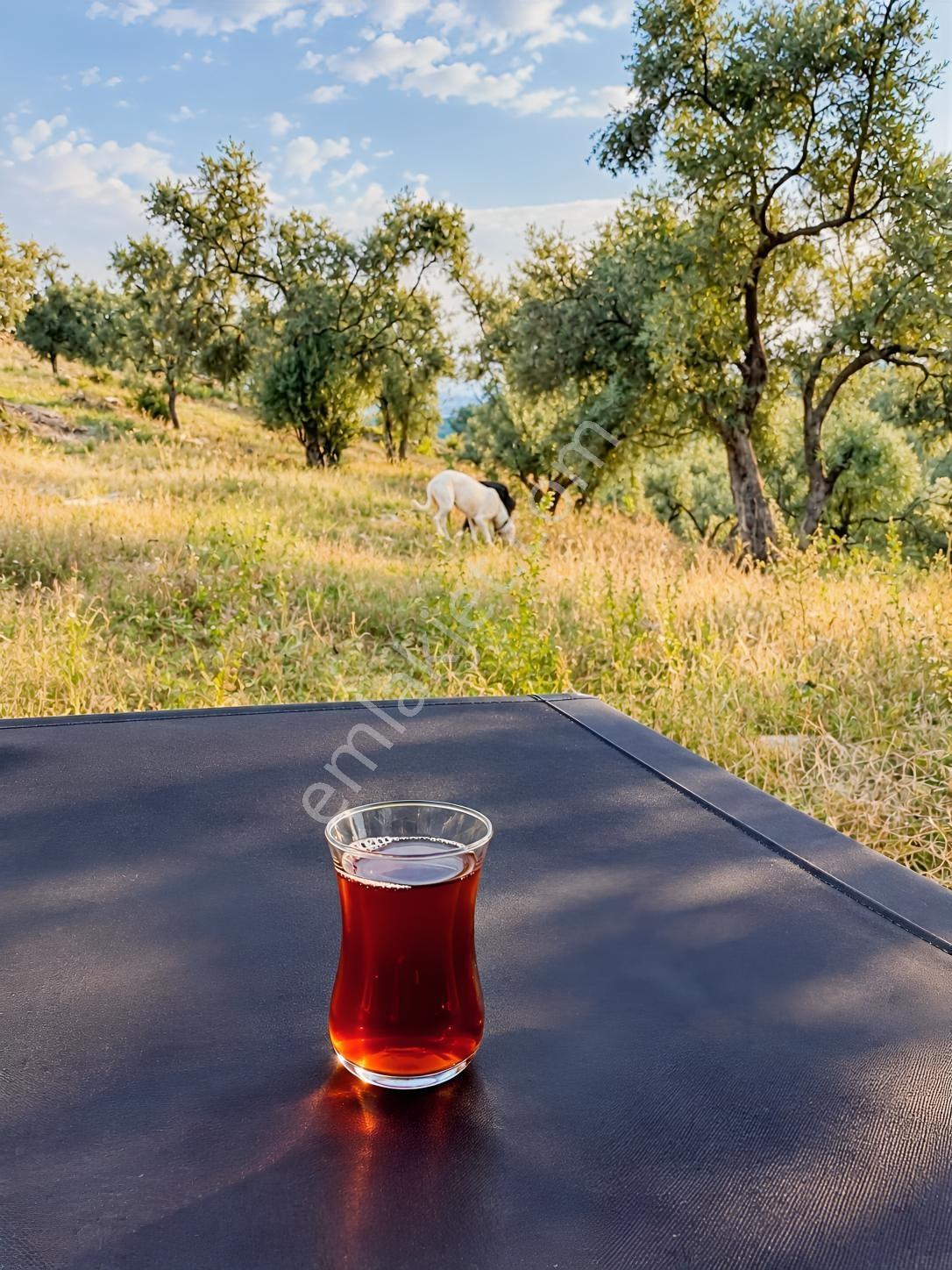 Mugla Milas Bayır Köyünde Satılık Zeytinlik — fotoğraf 13