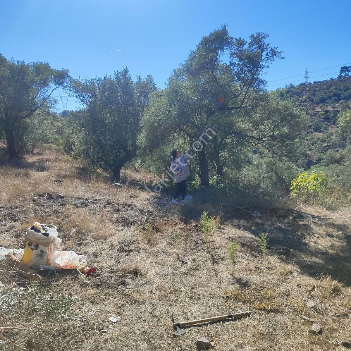 Mugla Milas Bayır Köyünde Satılık Zeytinlik — fotoğraf 16