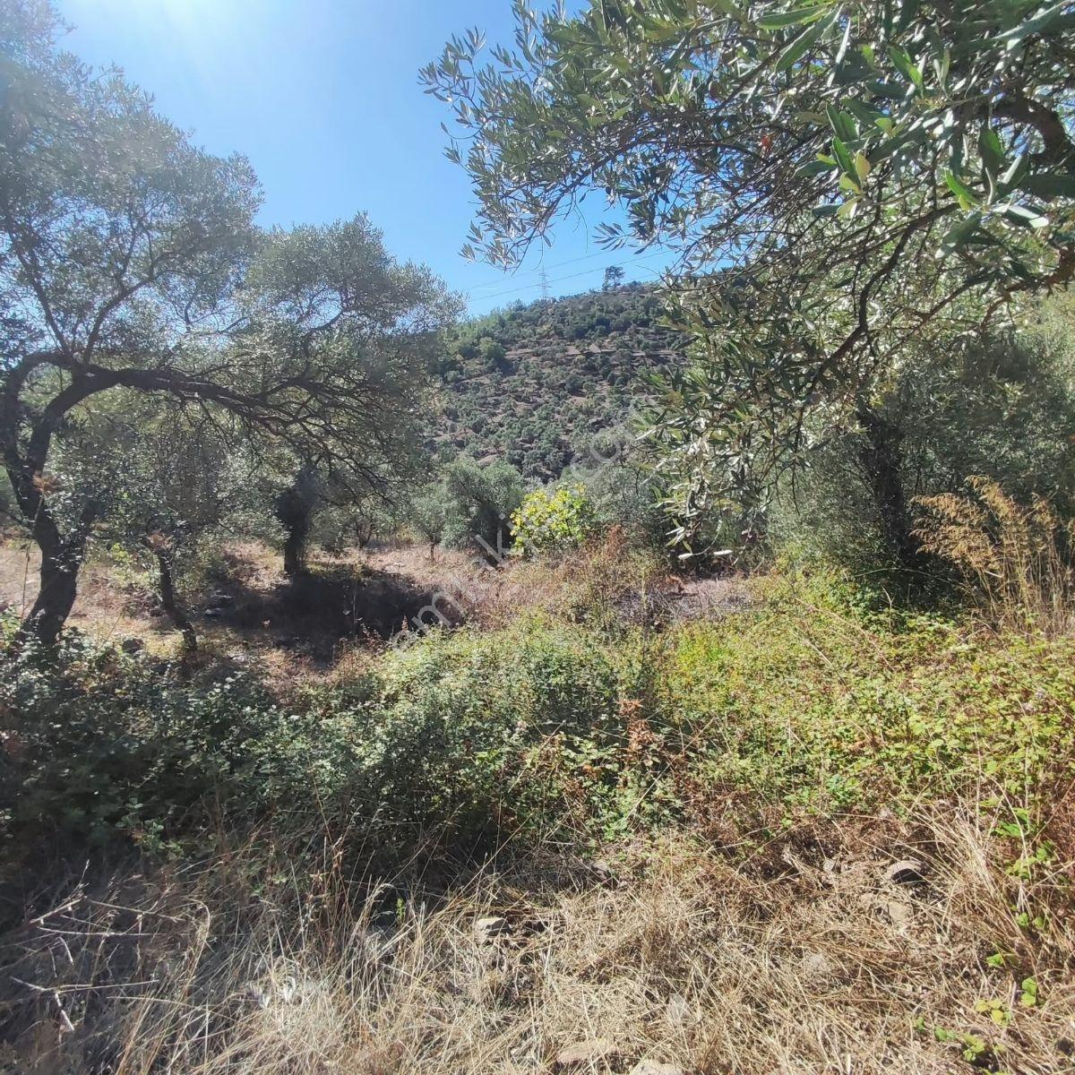 Mugla Milas Bayır Köyünde Satılık Zeytinlik — fotoğraf 17