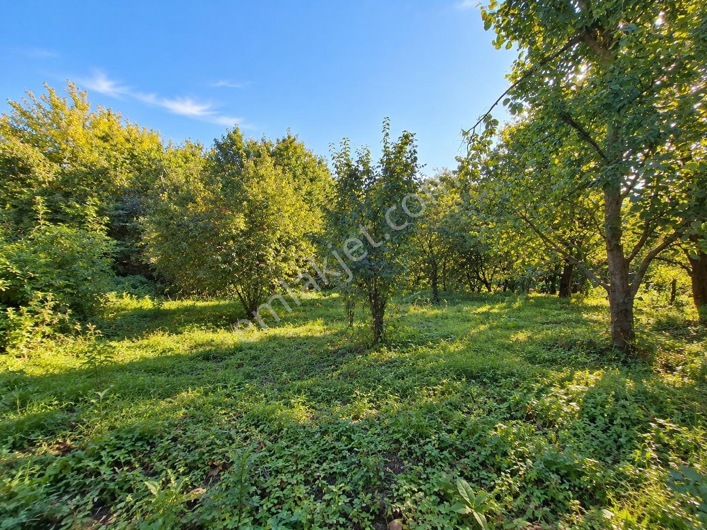 Remax Leon Bursa Hamamlıkızık'da Satılık 2,418 M² Arsa — fotoğraf 2