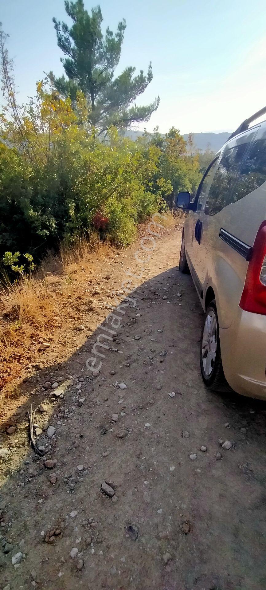 Kepsut Mestanlarda Köye Yakın Üç Parça Tarla Yan Yana Satılık — fotoğraf 2