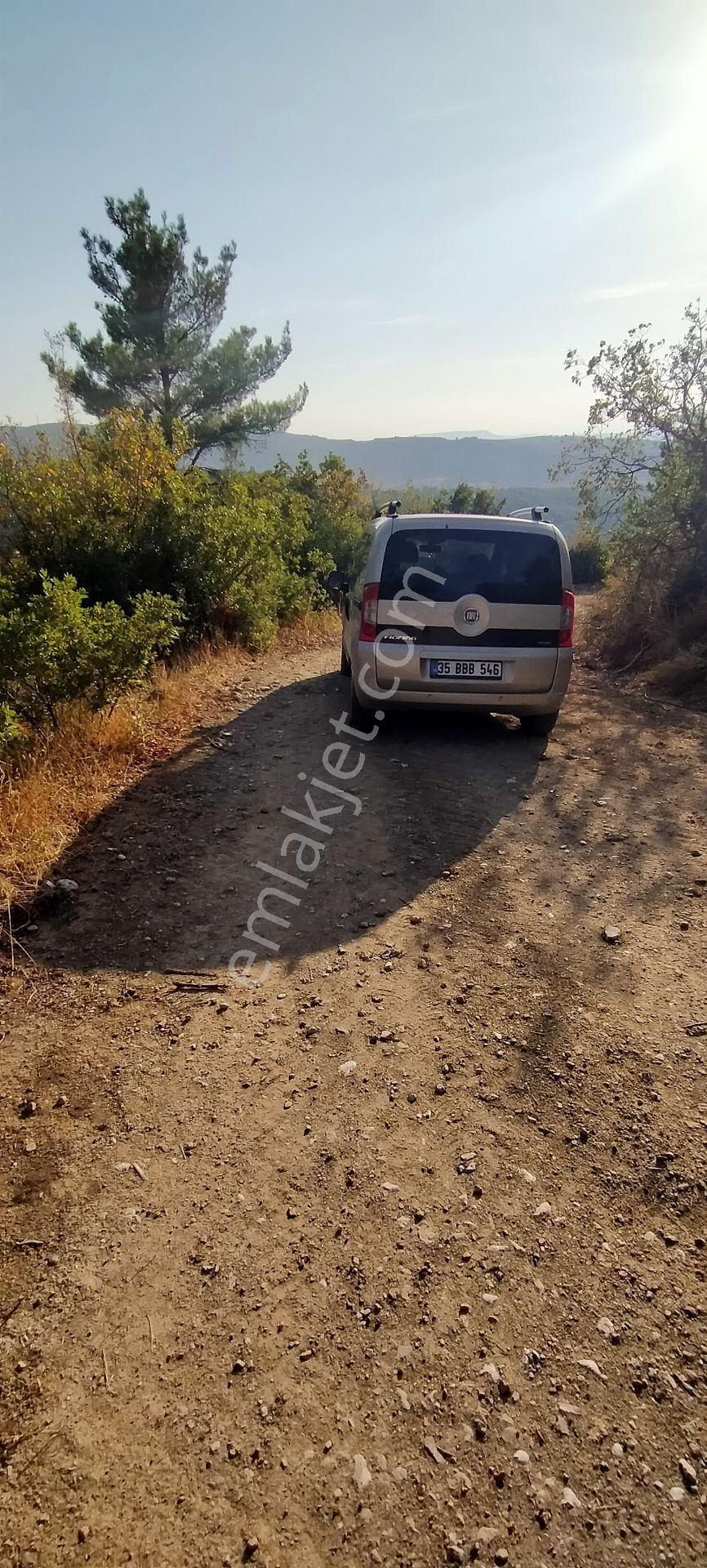 Kepsut Mestanlarda Köye Yakın Üç Parça Tarla Yan Yana Satılık — fotoğraf 3