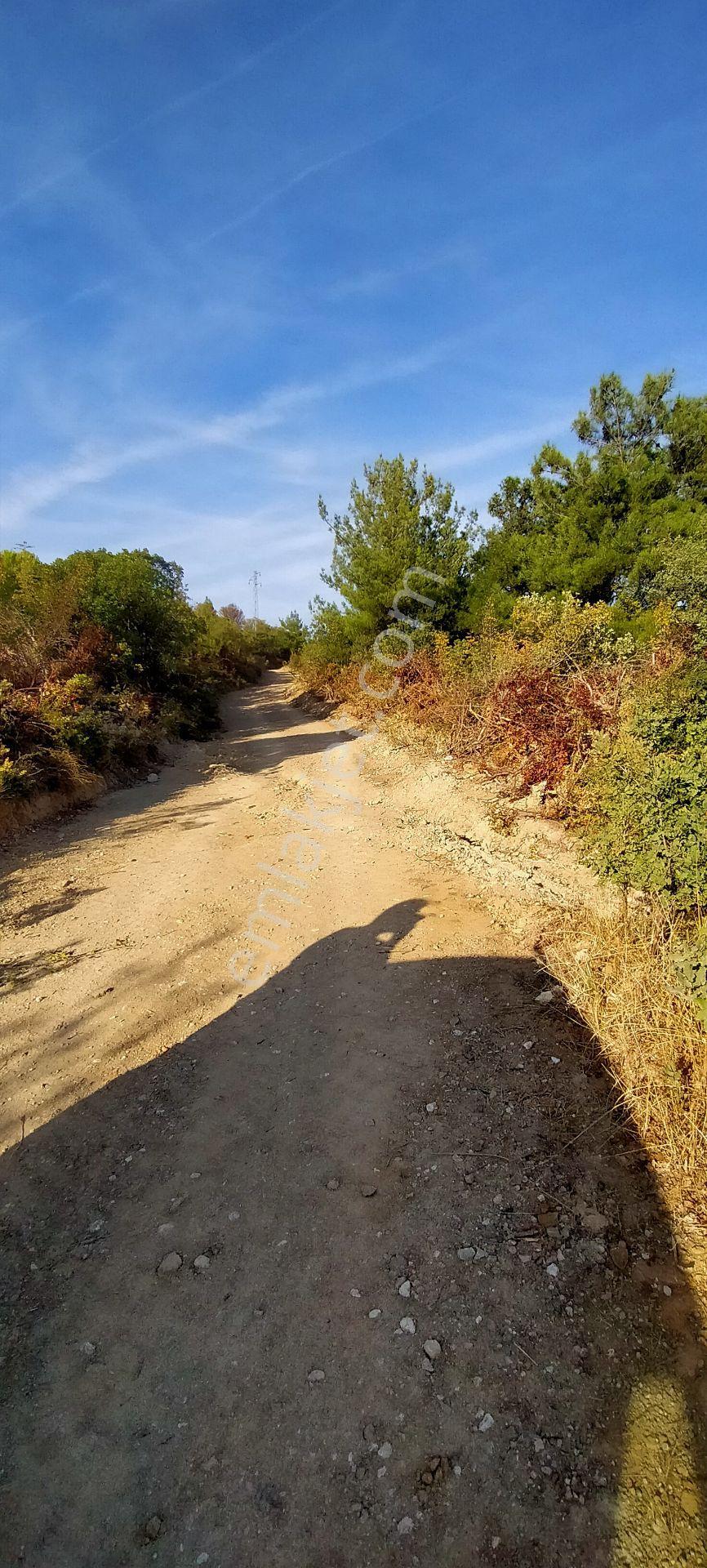 Kepsut Mestanlarda Köye Yakın Üç Parça Tarla Yan Yana Satılık — fotoğraf 4