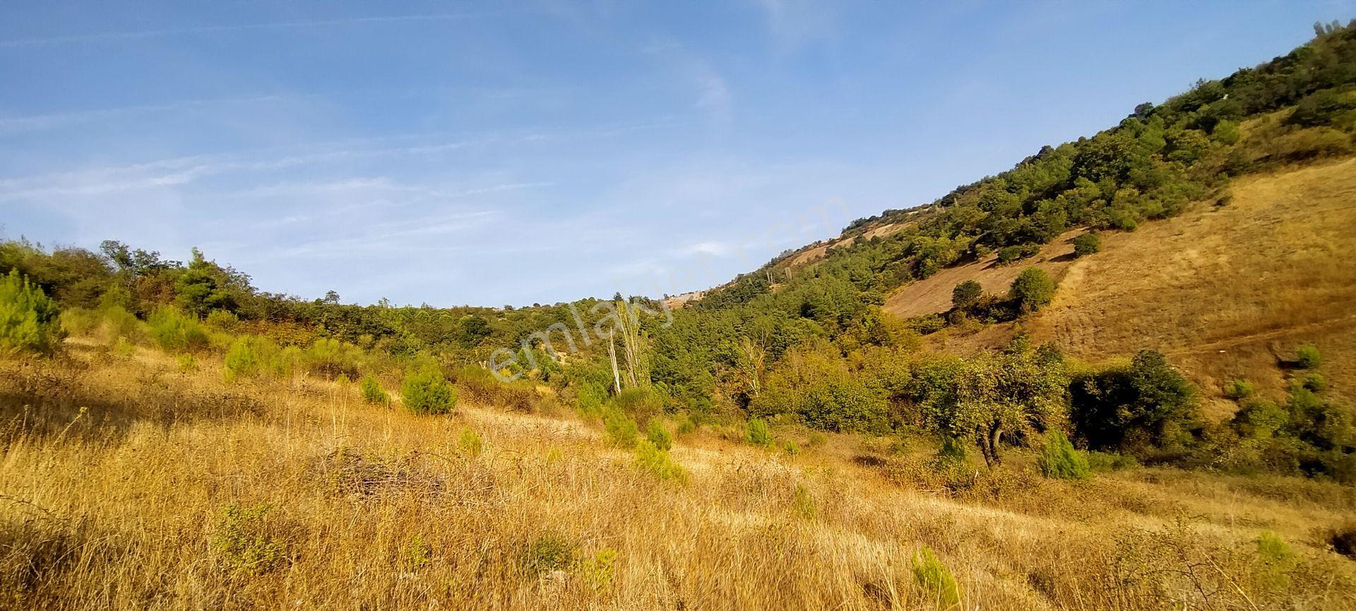 Kepsut Mestanlarda Köye Yakın Üç Parça Tarla Yan Yana Satılık — fotoğraf 5