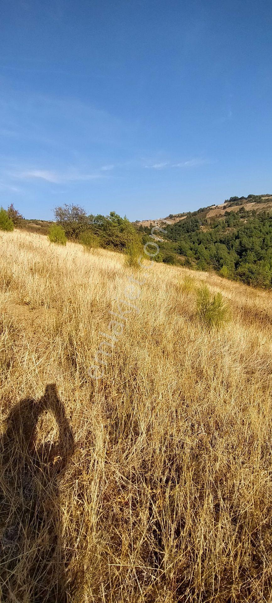 Kepsut Mestanlarda Köye Yakın Üç Parça Tarla Yan Yana Satılık — fotoğraf 6