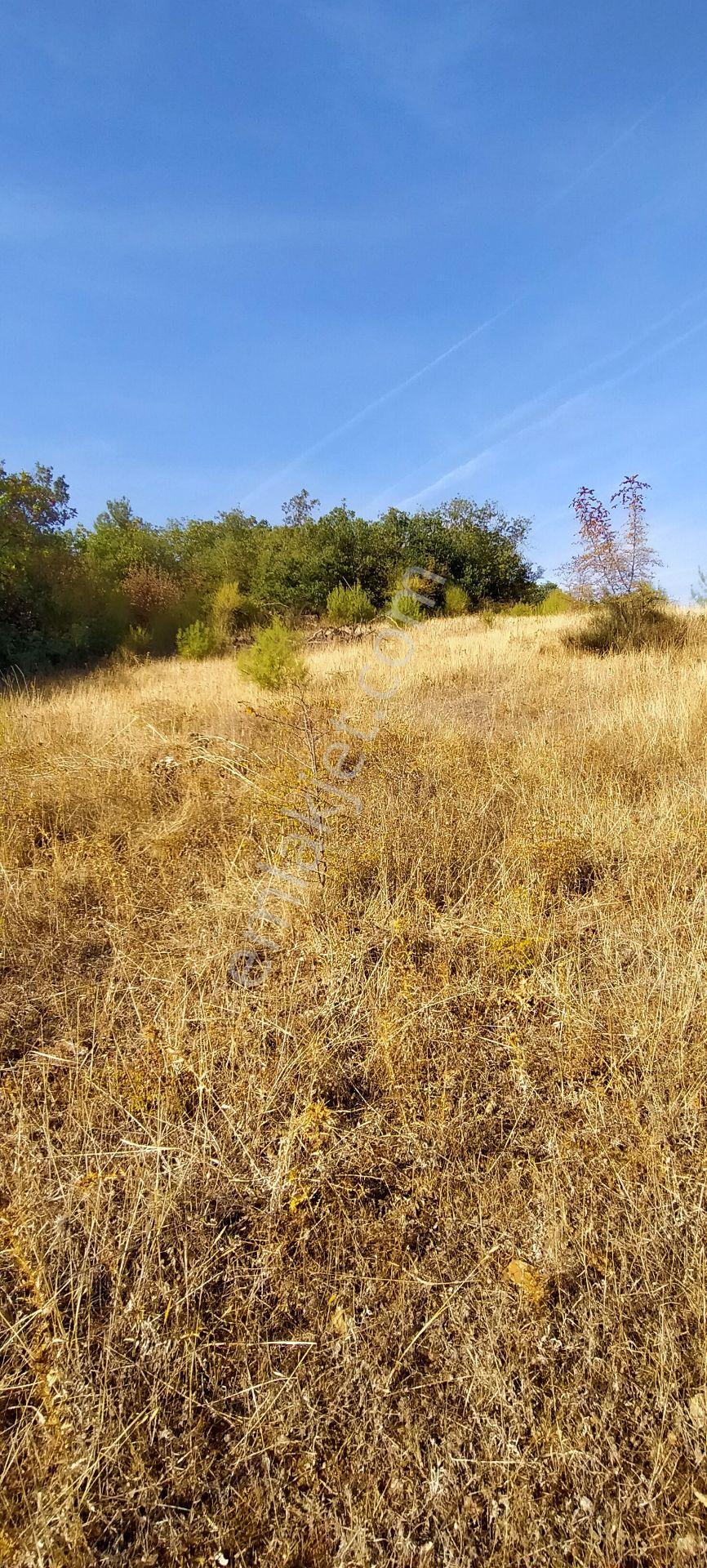 Kepsut Mestanlarda Köye Yakın Üç Parça Tarla Yan Yana Satılık — fotoğraf 8