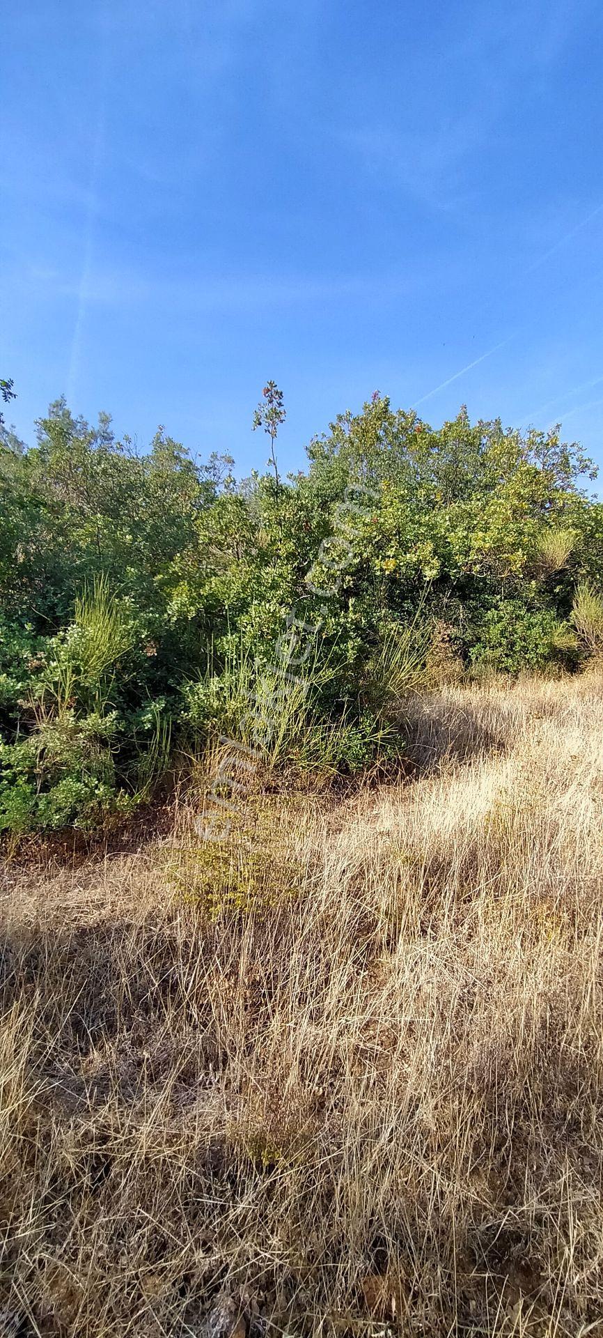 Kepsut Mestanlarda Köye Yakın Üç Parça Tarla Yan Yana Satılık — fotoğraf 9