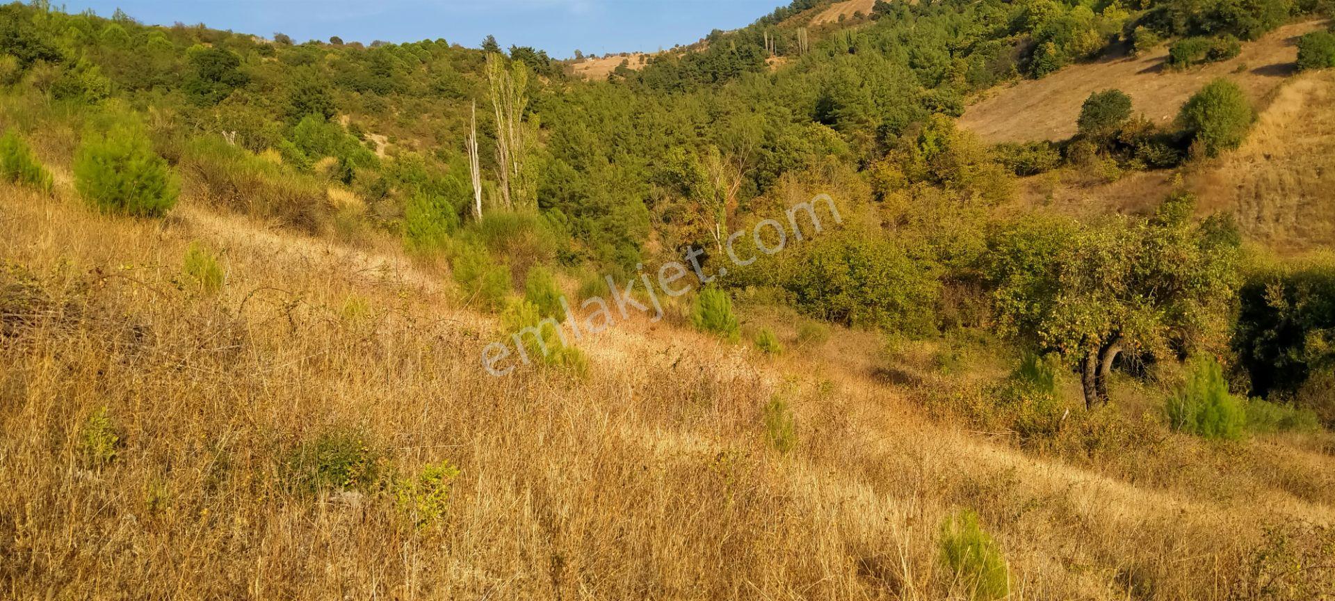Kepsut Mestanlarda Köye Yakın Üç Parça Tarla Yan Yana Satılık — fotoğraf 15