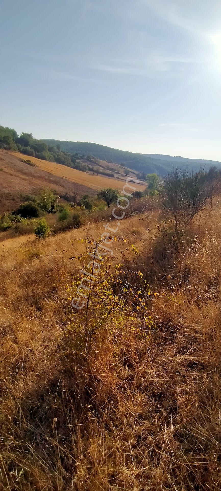 Kepsut Mestanlarda Köye Yakın Üç Parça Tarla Yan Yana Satılık — fotoğraf 17