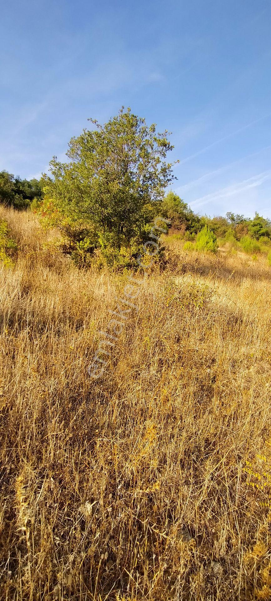 Kepsut Mestanlarda Köye Yakın Üç Parça Tarla Yan Yana Satılık — fotoğraf 18