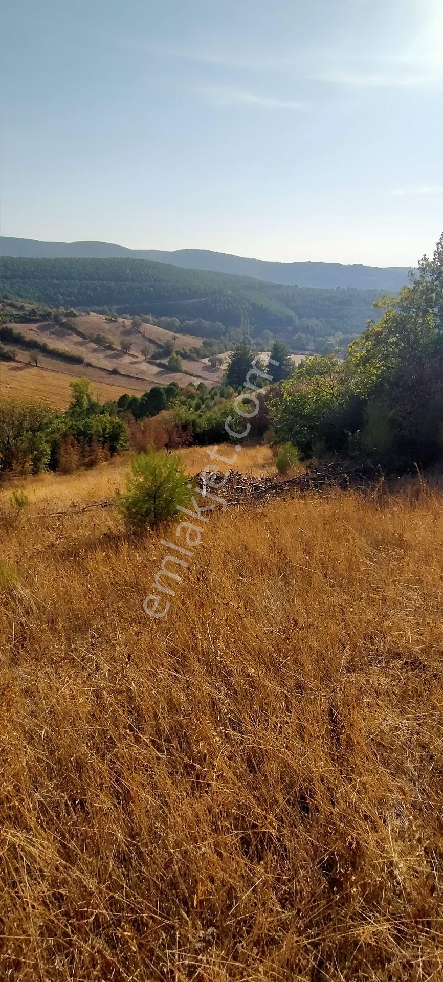 Kepsut Mestanlarda Köye Yakın Üç Parça Tarla Yan Yana Satılık — fotoğraf 24