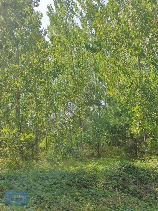 8370 Mt2 Müstakil Tapu İçinde 3 Yaşında 400 Kavak Var