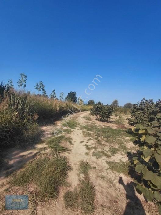 8370 Mt2 Müstakil Tapu İçinde 3 Yaşında 400 Kavak Var — fotoğraf 3