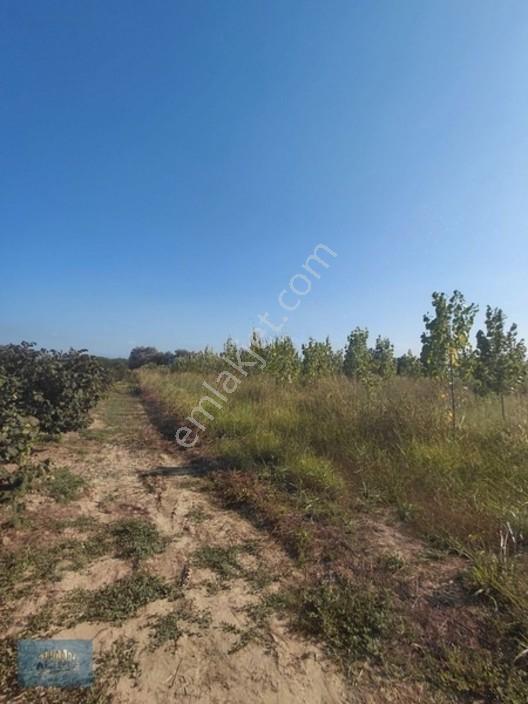 8370 Mt2 Müstakil Tapu İçinde 3 Yaşında 400 Kavak Var — fotoğraf 4