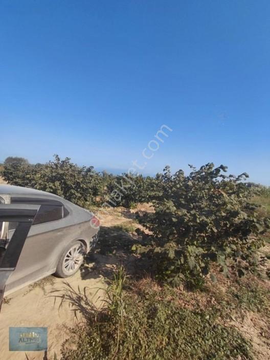 8370 Mt2 Müstakil Tapu İçinde 3 Yaşında 400 Kavak Var — fotoğraf 5