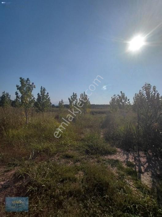 8370 Mt2 Müstakil Tapu İçinde 3 Yaşında 400 Kavak Var — fotoğraf 6