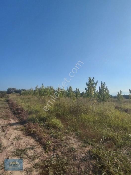 8370 Mt2 Müstakil Tapu İçinde 3 Yaşında 400 Kavak Var — fotoğraf 7