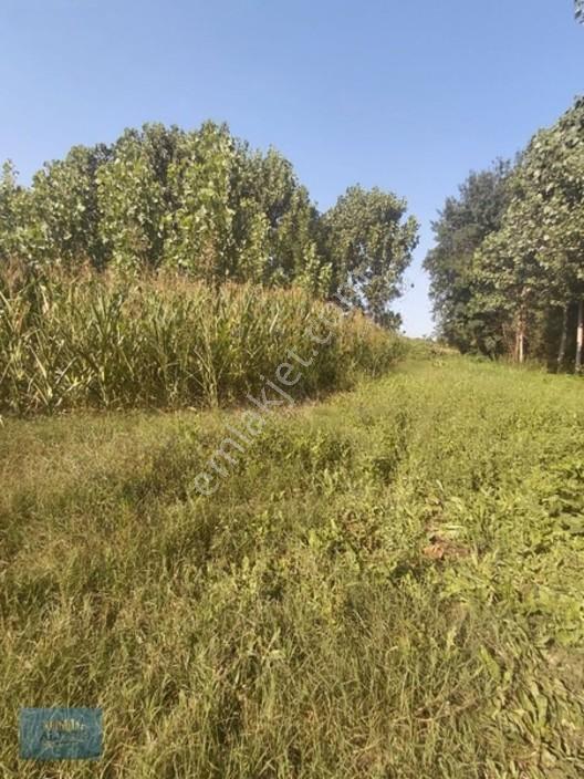 8370 Mt2 Müstakil Tapu İçinde 3 Yaşında 400 Kavak Var — fotoğraf 9