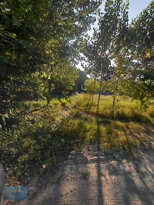 8370 Mt2 Müstakil Tapu İçinde 3 Yaşında 400 Kavak Var — fotoğraf 12