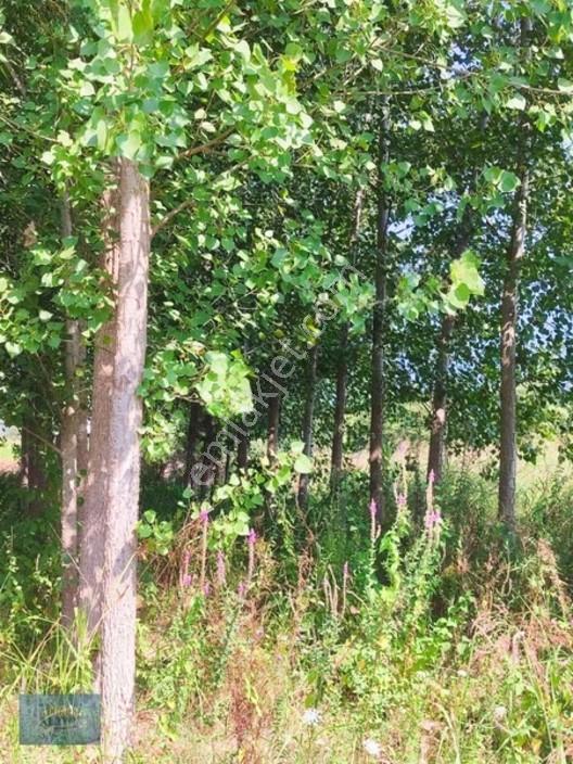 8370 Mt2 Müstakil Tapu İçinde 3 Yaşında 400 Kavak Var — fotoğraf 15