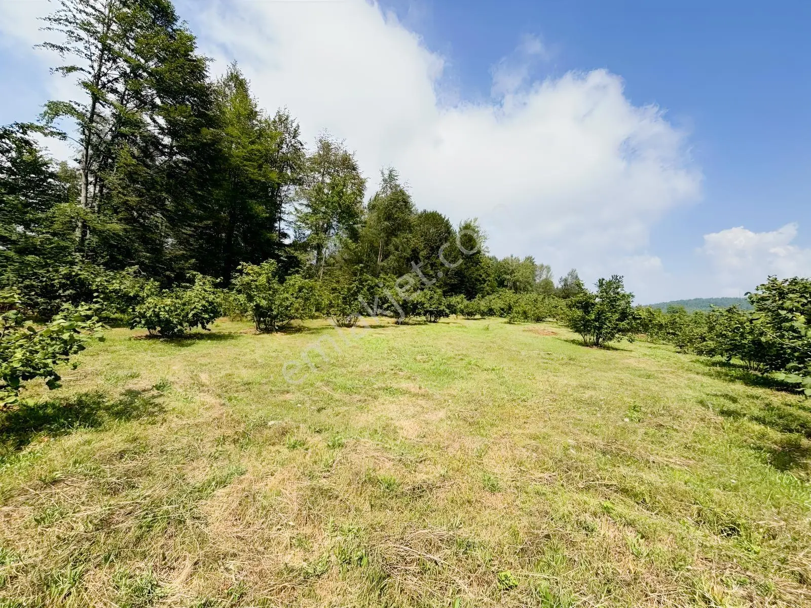 Düzce Yıgıca ' Da Satılık 2.472 Metre Fındık Bahçesi — fotoğraf 2