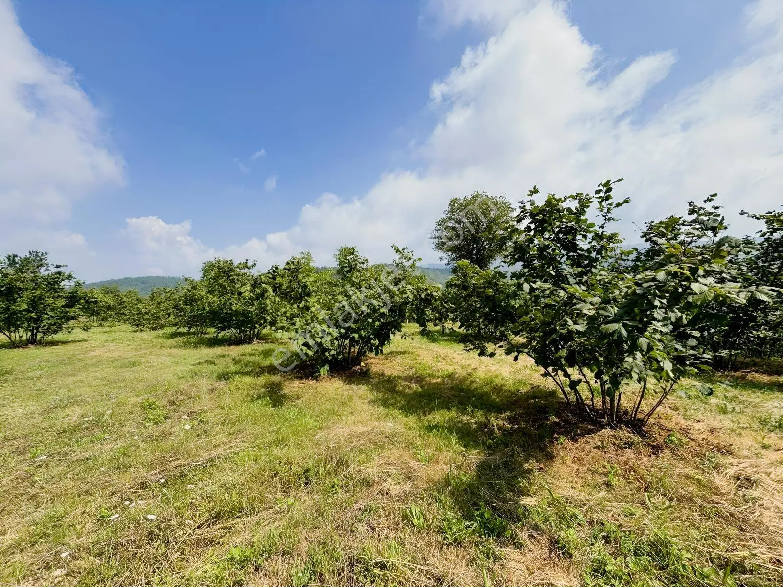 Düzce Yıgıca ' Da Satılık 2.472 Metre Fındık Bahçesi — fotoğraf 3