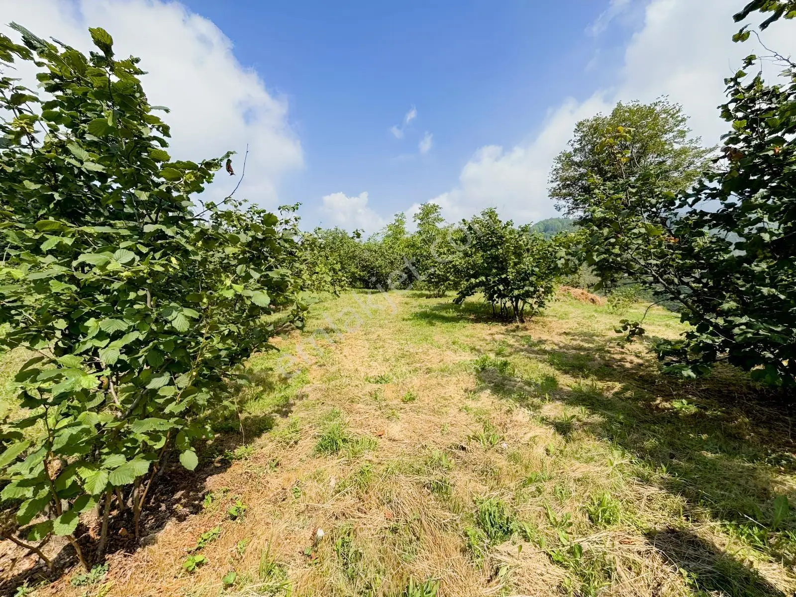 Düzce Yıgıca ' Da Satılık 2.472 Metre Fındık Bahçesi — fotoğraf 5