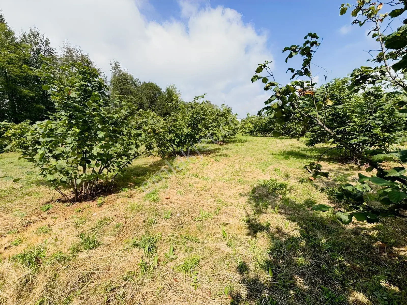 Düzce Yıgıca ' Da Satılık 2.472 Metre Fındık Bahçesi — fotoğraf 6