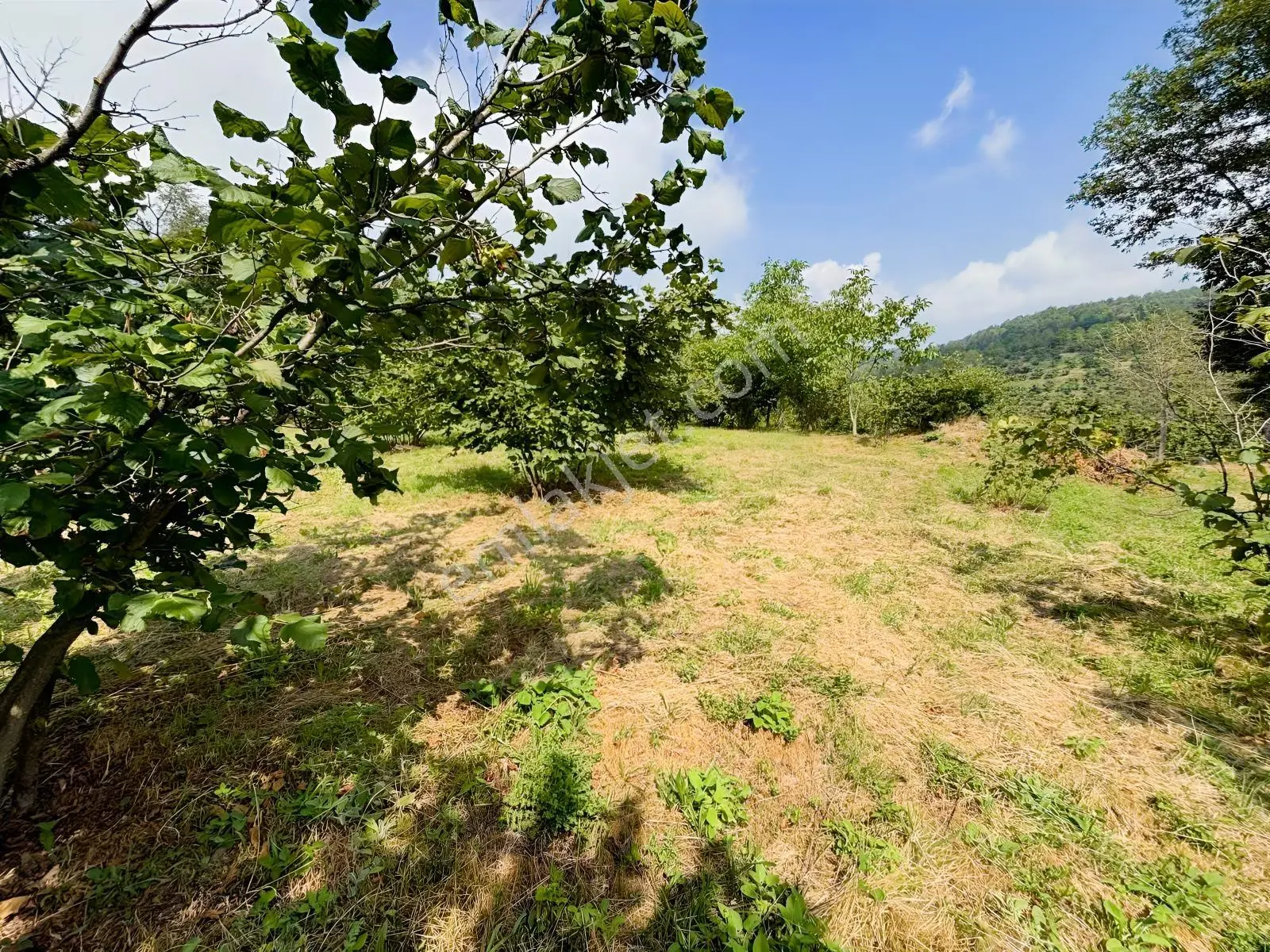 Düzce Yıgıca ' Da Satılık 2.472 Metre Fındık Bahçesi — fotoğraf 7