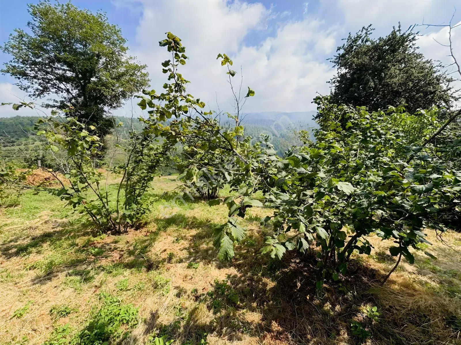 Düzce Yıgıca ' Da Satılık 2.472 Metre Fındık Bahçesi — fotoğraf 8