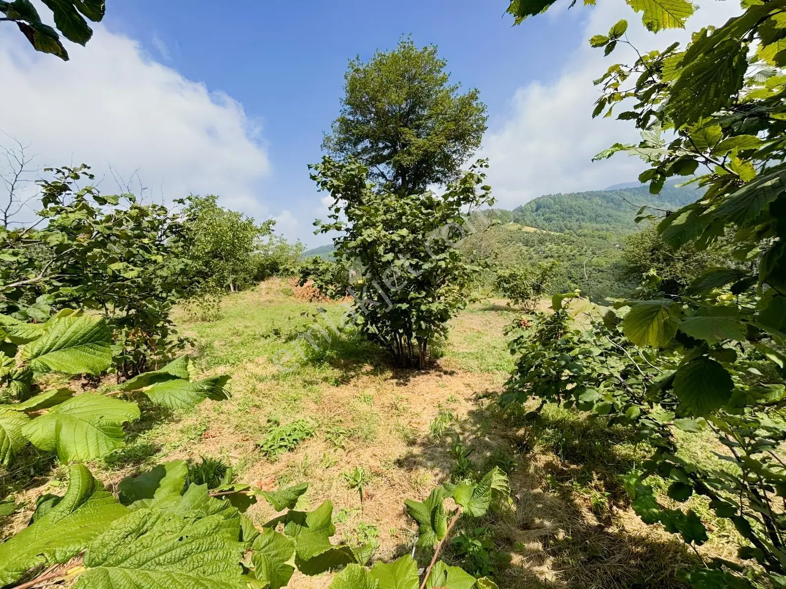 Düzce Yıgıca ' Da Satılık 2.472 Metre Fındık Bahçesi — fotoğraf 9