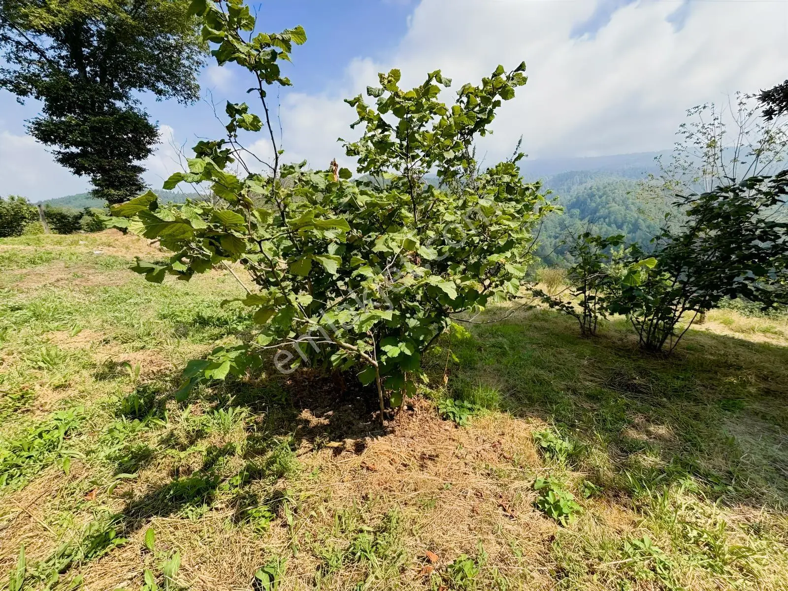 Düzce Yıgıca ' Da Satılık 2.472 Metre Fındık Bahçesi — fotoğraf 10