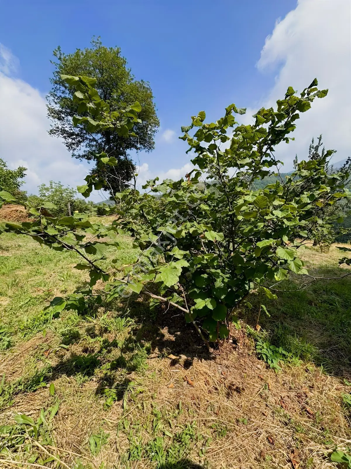 Düzce Yıgıca ' Da Satılık 2.472 Metre Fındık Bahçesi — fotoğraf 11