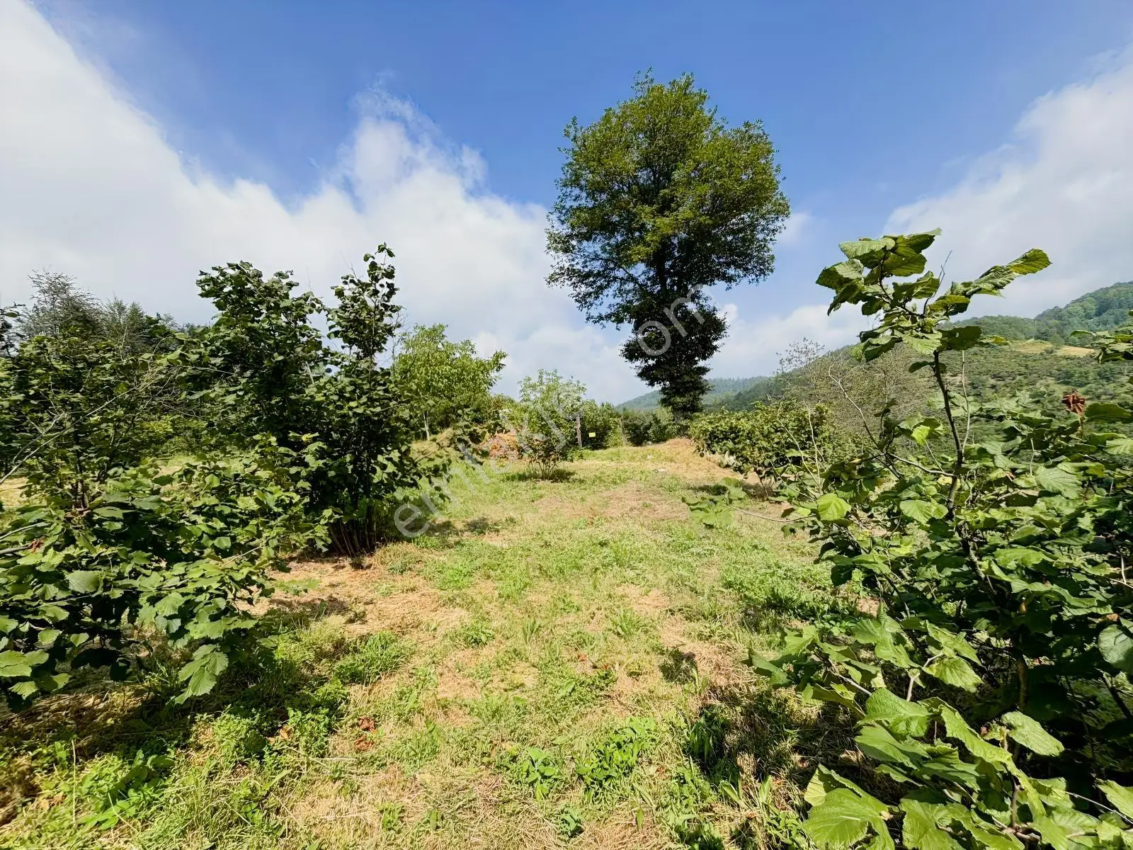 Düzce Yıgıca ' Da Satılık 2.472 Metre Fındık Bahçesi — fotoğraf 12