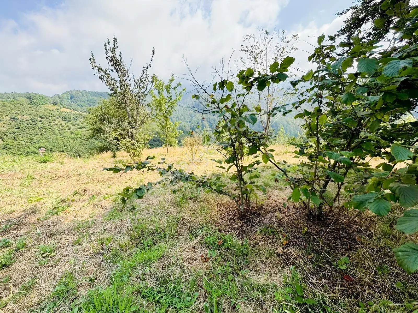 Düzce Yıgıca ' Da Satılık 2.472 Metre Fındık Bahçesi — fotoğraf 13