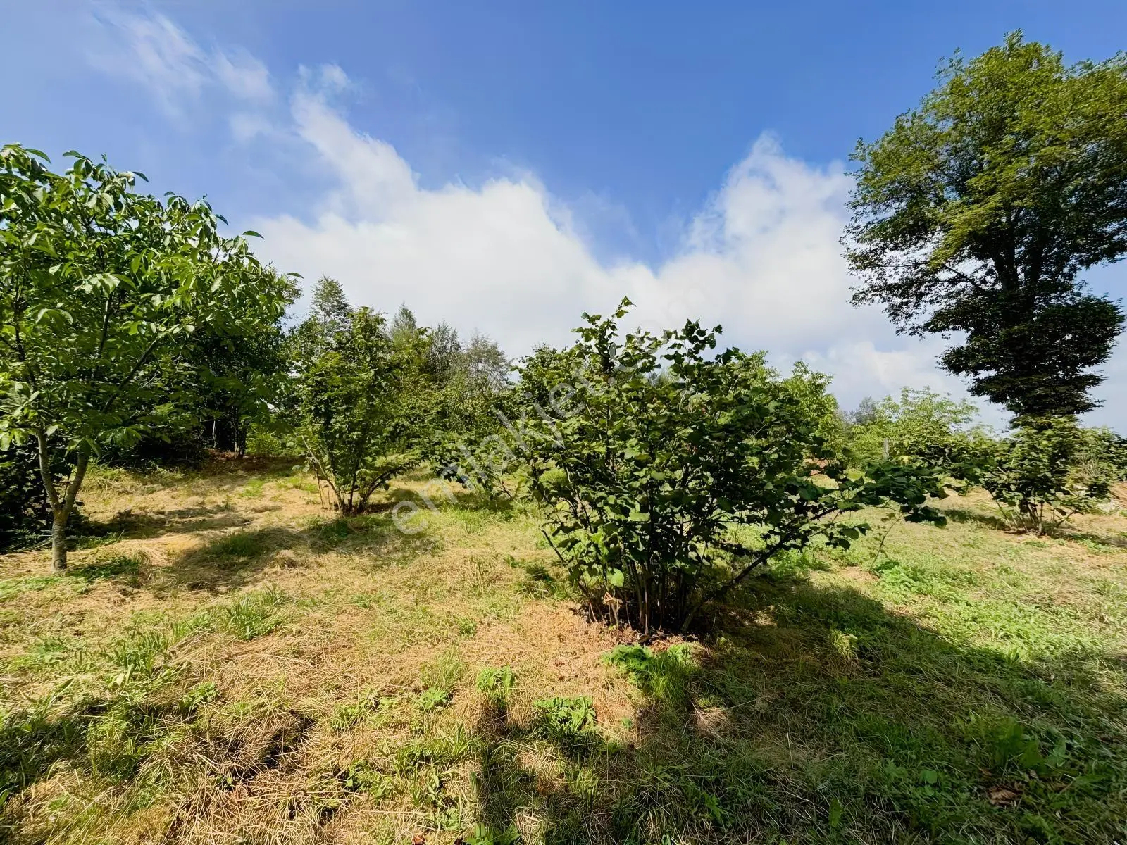 Düzce Yıgıca ' Da Satılık 2.472 Metre Fındık Bahçesi — fotoğraf 14