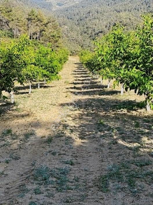 Taraklı Merkeze 3 Km Mesafedeki Çetner Ceviz Bahçesi