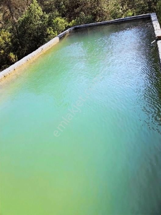 Taraklı Merkeze 3 Km Mesafedeki Çetner Ceviz Bahçesi — fotoğraf 3