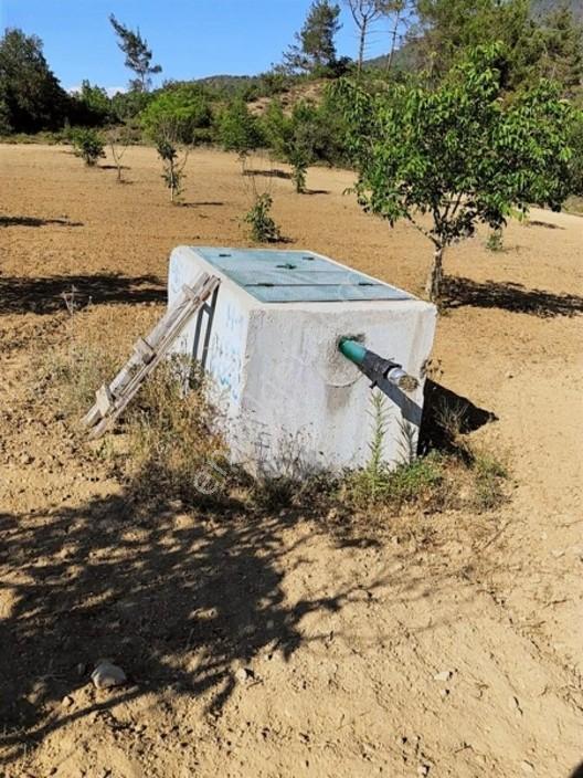 Taraklı Merkeze 3 Km Mesafedeki Çetner Ceviz Bahçesi — fotoğraf 5