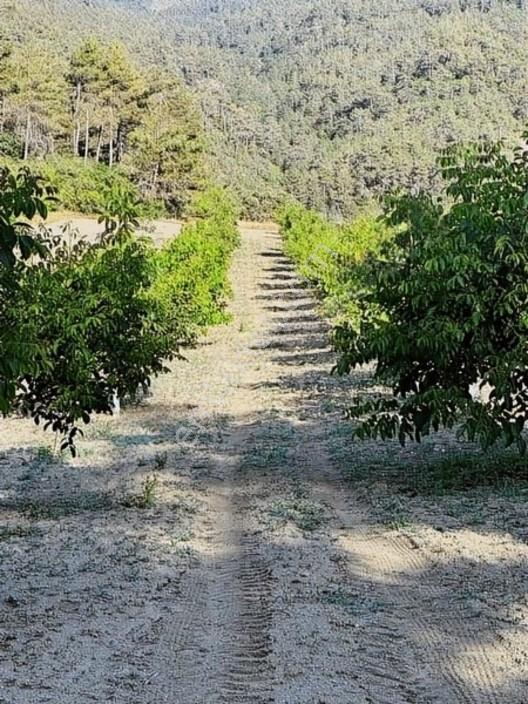 Taraklı Merkeze 3 Km Mesafedeki Çetner Ceviz Bahçesi — fotoğraf 9